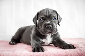 Cane Corso Temperament